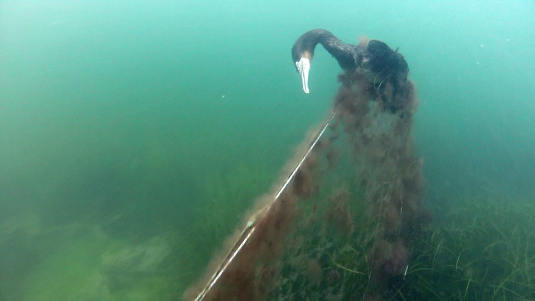 Ostsee Vor Sassnitz: Taucher Bergen Geisternetze | NDR.de - Nachrichten ...