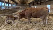 Ein Gelbviehrind steht im Stall mit seinem Kalb © NDR Foto: Silke Müller