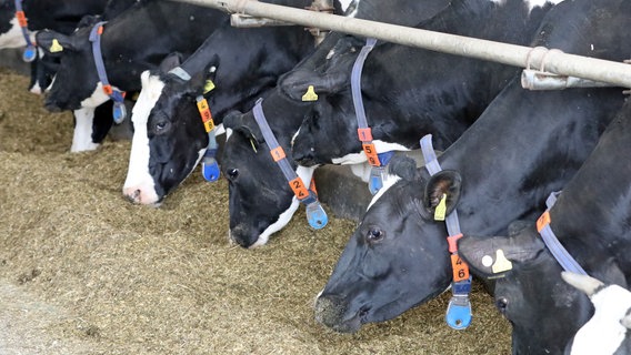 Auf Gut Dummerstorf fressen Milchkühe im Stall © picture alliance Foto: Bernd Wüstneck