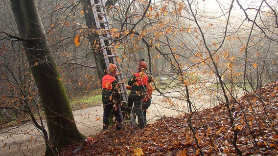 Das Nationalparkamt lässt Maßnahmen zur Verkehrssicherheit an der B198 durchführen. © Nationalparkamt Müritz Foto: Nationalparkamt Müritz