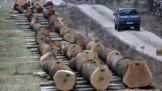 Holzstämme liegen im Wald © dpa Bildfunk Foto: Bernd Wüstneck