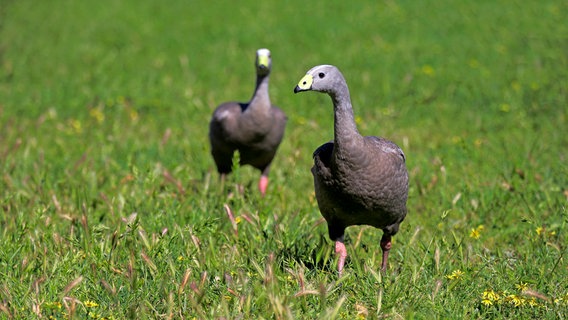 Zwei Hühnergänse auf einer Wiese © picture alliance / imageBROKER Foto: TUNS