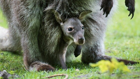 Babykänguru guckt aus dem Beutel der Mutter. © dpa-Bildfunk 