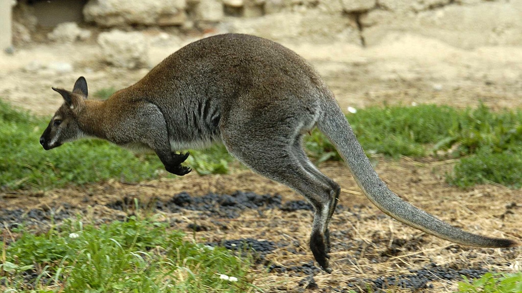 Ausgebüxtes Känguru endlich wieder da: Skippy“ in der Nähe von Neukloster eingefangen
