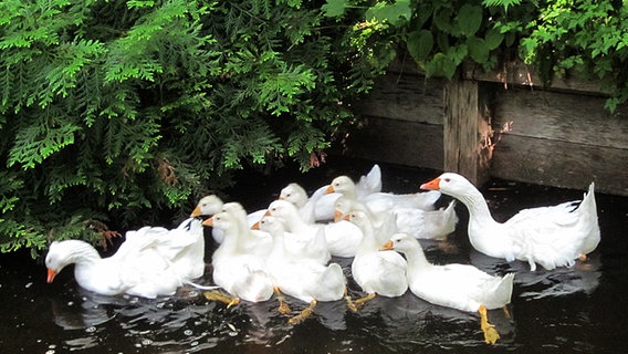 Weiße Lockengänse im Zooteich © Zoo Stralsund Foto: Zoo Stralsund