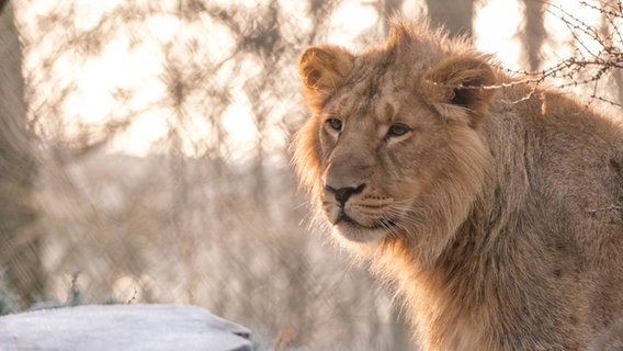 Eine winterliche Nahaufnahme von Löwe Ravi im Schweriner Zoo © Zoo Schwerin/Sven Peter Foto: Zoo Schwerin/Sven Peter