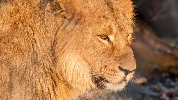 Eine sonnige Nahaufnahme von Löwe Ravi im Schweriner Zoo © Zoo Schwerin/Sven Peter Foto: Zoo Schwerin/Sven Peter