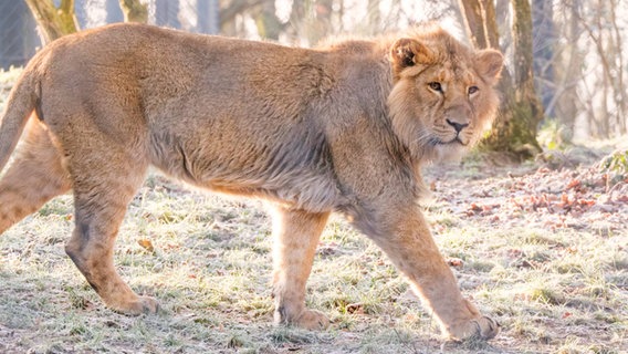 Der Löwe Ravi spaziert in seinem Gehege im Schweriner Zoo © Zoo Schwerin/Sven Peter Foto: Zoo Schwerin/Sven Peter