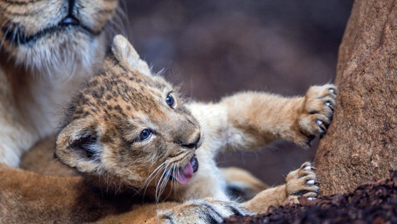 Mecklenburg-Vorpommern, Schwerin: Der am 31. Juli 2024 geborene Löwenkater und seine Mutter "Indi" befinden sich erstmals in einem für Zoobesucher einsehbaren Bereich. © dpa Foto: Jens Büttner