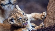 Mecklenburg-Vorpommern, Schwerin: Der am 31. Juli 2024 geborene Löwenkater und seine Mutter "Indi" befinden sich erstmals in einem für Zoobesucher einsehbaren Bereich. © dpa Foto: Jens Büttner