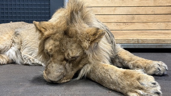 Ein Löwe liegt in seinem Käfig im Zoo Schwerin im Februar 2025. © Christof Kümmritz Foto: Christof Kümmritz