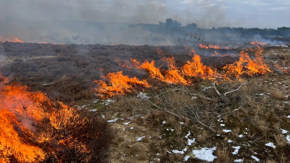 Feuer in der Lübtheener Heide, das gezielt und als Naturschutzmaßnahme gelegt wurde. © Bundesforstbetrieb Trave Foto: Henning Bremer/ Bundesforstbetrieb Trave