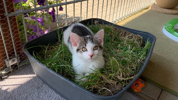 Die Maikitten im Tierheim Malchow © NDR 