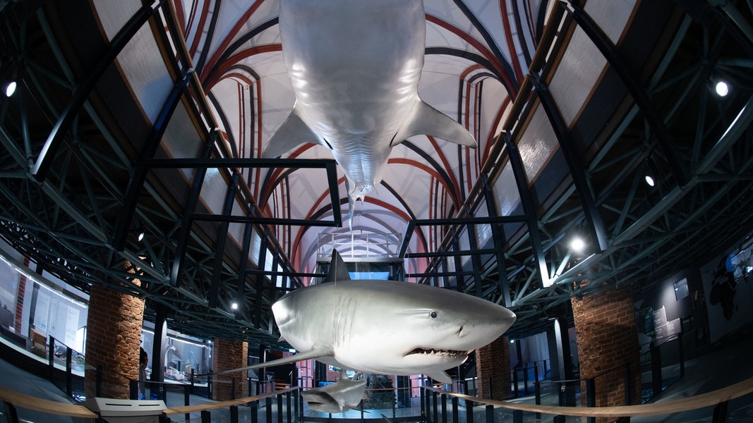 Blick auf die Baustelle in der Ausstellungshalle des Meeresmuseum im Katharinenkloster. Zu sehen sind drei große Haie, die in der Mitte des ehemaligen Klosterbaus hängen und von mehreren Lampen in dem ansonsten dunklen Raum angeleuchtet werden.