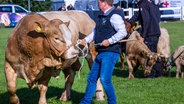 Mühlengeez: Der Zuchtbulle "Titan" der Rasse Uckermärker von der Papendorfer Agrargenossenschaft wird bei der 33. Mecklenburgischen Landwirtschaftsausstellung MeLa vorgestellt. ©  Jens Büttner/dpa +++ dpa-Bildfunk +++ Foto:  Jens Büttner/dpa +++ dpa-Bildfunk +++