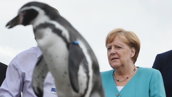 Bundeskanzlerin Angela Merkel beobachtet die Pinguine auf dem Dach des Ozeaneums in Stralsund. © dpa-Bildfunk Foto: Stefan Sauer/dpa