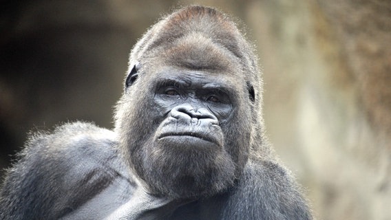 Gorilla Gorgo im Zoo Rostock © Zoo Rostock Foto: Zoo Rostock, Klook