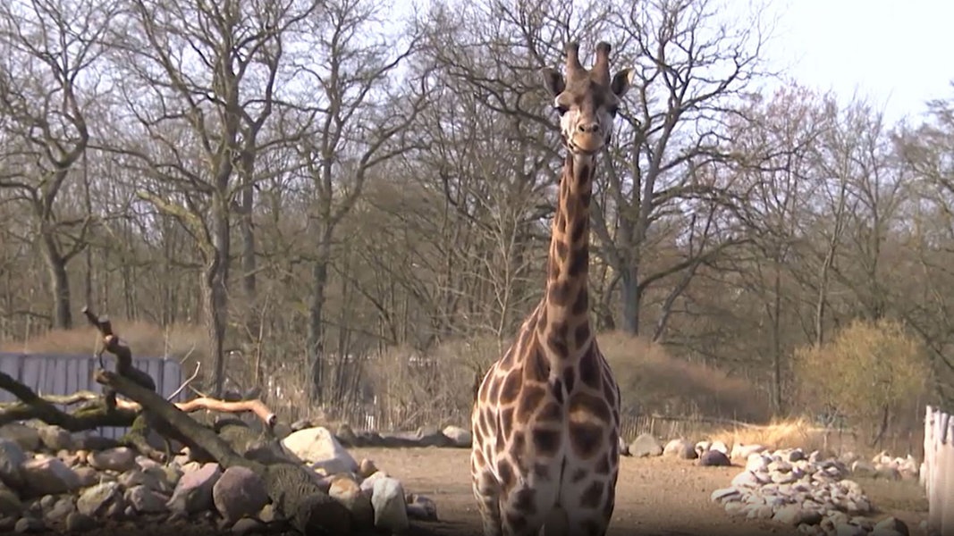 Giraffennachwuchs im Schweriner Zoo musste eingeschläfert werden