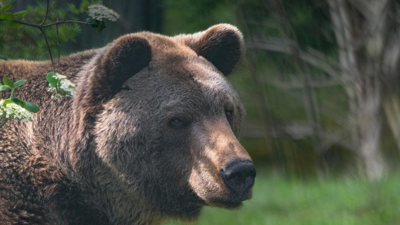 Im Bärenwald Müritz ist Braunbär Balou gestorben. Er wurde 22 Jahre alt. © Vier Pfoten - Stiftung für Tierschutz Foto: Vier Pfoten