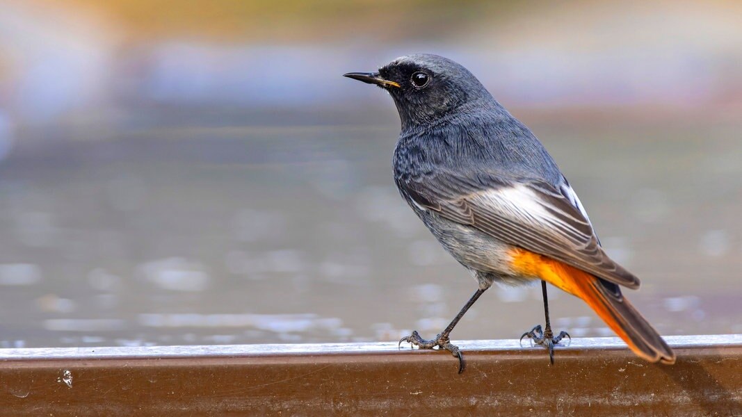 Hausrotschwanz zum Vogel des Jahres 2025 gewählt NDR.de Nachrichten