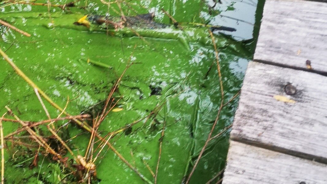 Warnung vor Blaualgen im Schweriner See