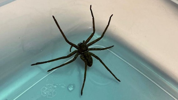 Eine große Spinne sitzt in einem durchsichtigen Plastikbehälter © Polizei Stralsund Foto: Polizei Stralsund