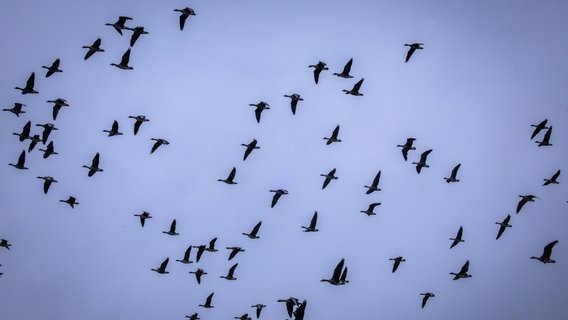 Ein größerer Schwarm Wildgänse fliegt bei nebligem Wetter Richtung Süden. (Themenbild) © dpa-Bildfunk Foto: Jens Büttner/dpa