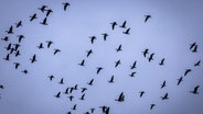 Ein größerer Schwarm Wildgänse fliegt bei nebligem Wetter Richtung Süden. (Themenbild) © dpa-Bildfunk Foto: Jens Büttner/dpa