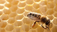 Bienenwachs wird in der Lebensmittelproduktion immer häufiger eingesetzt. (Themenbild) © dpa-Bildfunk Foto: Klaus-Dietmar Gabbert/dpa