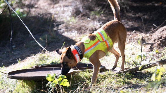 Auch ein Mantrailer-Hund soll in und um Altentreptow zum Einsatz kommen. (Themenbild) © dpa-Bildfunk Foto: Sebastian Kahnert/dpa