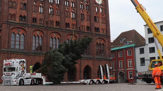 Die Tanne wird von einem Lkw gehoben © HANSESTADT Stralsund I Pressestelle 