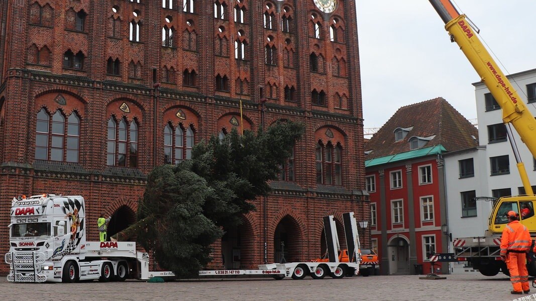 Stralsund: Tanne für den Weihnachtsmarkt aufgestellt