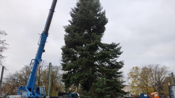 Der Weihnachtsbaum für den Rostocker Weihnachtsmarkt 2024 wird aufgestellt. Es ist eine Colorado-Tanne. © NDR Foto: Laureen Zielke