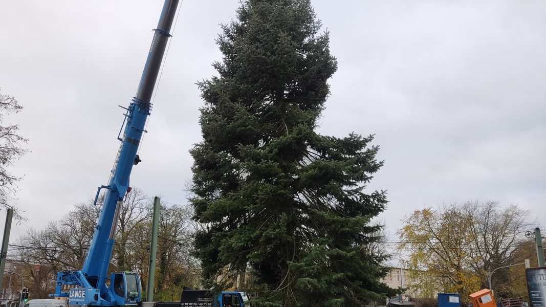 Rostock: Weihnachtsbaum aus Langhagen aufgestellt