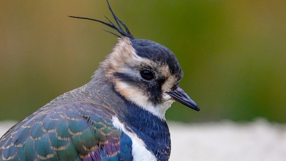 Im Rostocker Zoo ist ein Kiebitz eingezogen. © Zoo Rostock Foto: Zoo Rostock/Ahlefeldt-Purgander