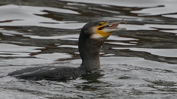 In einer groß angelegten Studie sollen Wissenschaftler verschiedener Fachrichtungen die Rolle des Kormorans beim Rückgang der Dorschbestände in der westlichen Ostsee erforschen. (Themenbild) © dpa-Bildfunk Foto: Marcus Brandt/dpa