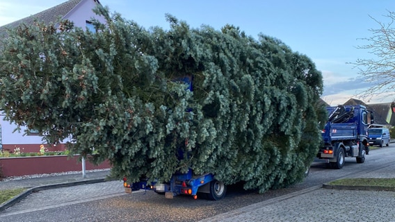 Die Tanne für den Weihnachtsmarkt in Friedland wird auf einem Anhänger transportiert. © Stadt Friedland 