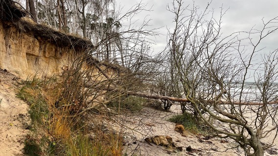 Umgeknickte Bäume liegen vor abgebrochener Küste am Ostseestrand © Peter Schmidt Foto: Peter Schmidt