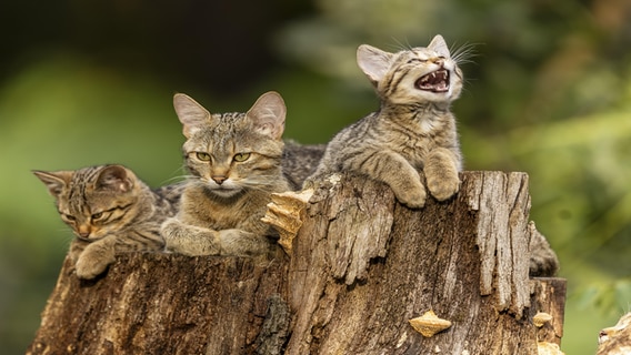 Drei Wilkatzen auf einem Baumstamm. Eine Katze miaut, die anderen sind ruhig © picture alliance/ imageBROKER Foto: Ronald Wittek