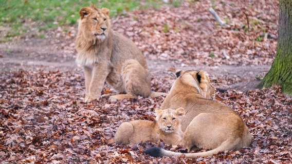 Löwenbaby Schweriner Zoo © Schweriner Zoo 