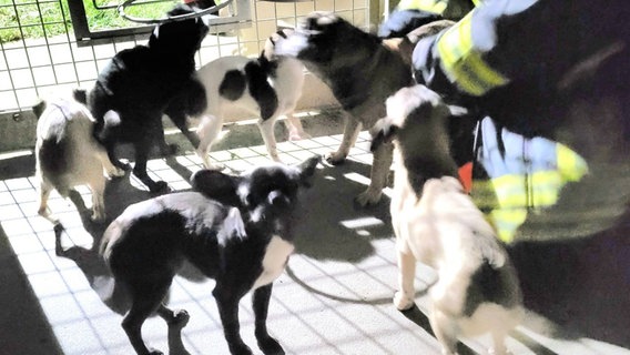 Neun verwahrloste und unterernährte Hunde wurden von der Polizei und der Tierrettung Greifswald in der Region Pasewalk gefunden. © Tierrettung Vorpommern- Greifswald 