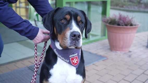 Ein Hund vom Malteser Hundebesuchsdienst in einem Seniorenheim in Schwerin. © NDR 