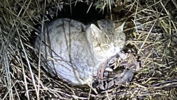 Katze in Poitendorf in Tellereisenfalle gefangen. © Polizeipräsidium Rostock 