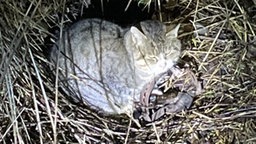 Katze in Poitendorf in Tellereisenfalle gefangen. © Polizeipräsidium Rostock 