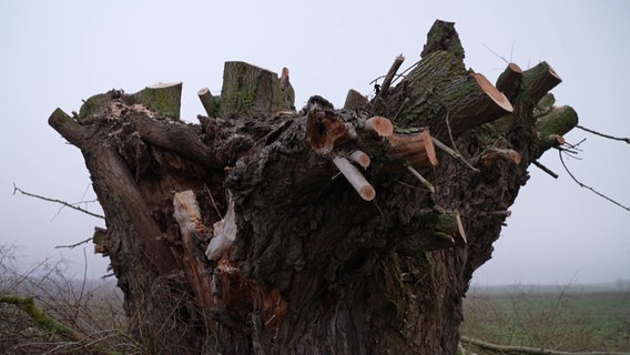 Der Bund für Umwelt und Naturschutz hat in Glienke bei Neubrandenburg damit begonnen, Kopfweiden zu beschneiden. © NDR MV 