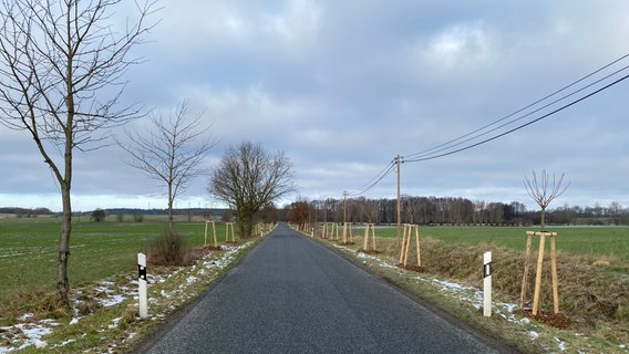 Kirschenallee Kieve © NDR Foto: Landkreis Mecklenburgische Seenplatte