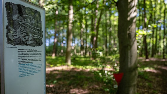 Eine Infotafel steht an einem von Häftlingen eingeritzten Baum auf dem Gelände der Gedenkstätte Todesmarsch im Belower Wald. © picture alliance/dpa Foto: Monika Skolimowska