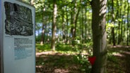 Eine Infotafel steht an einem von Häftlingen eingeritzten Baum auf dem Gelände der Gedenkstätte Todesmarsch im Belower Wald. © picture alliance/dpa Foto: Monika Skolimowska