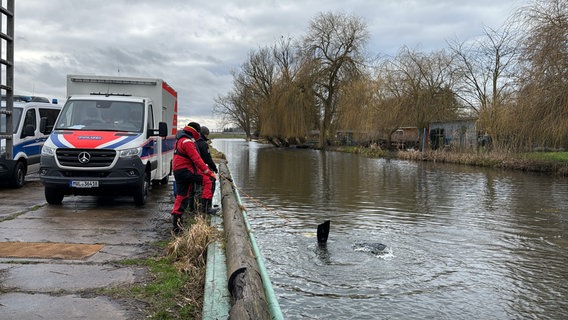 Am Fluss Tollense steht ein Rettungswagen. Daneben zwei Männer mit einer Leine, die mit einem Taucher im Wasser verbunden ist. © Felix Baenz Foto: Felix Baenz