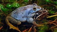 Ein Moorfrosch-Paar. Die Amphibien werden seit 2020 auf der Roten Liste Deutschlands als gefährdete Art geführt. © Deutsche Gesellschaft für Herpetologie und Terrarienkunde/B. Trapp Foto: Deutsche Gesellschaft für Herpetologie und Terrarienkunde/B. Trapp